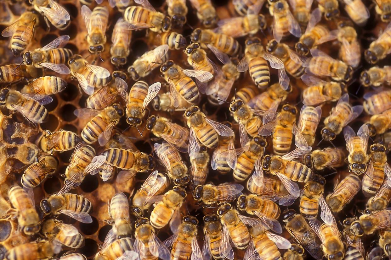 Worker bees on a honeycomb