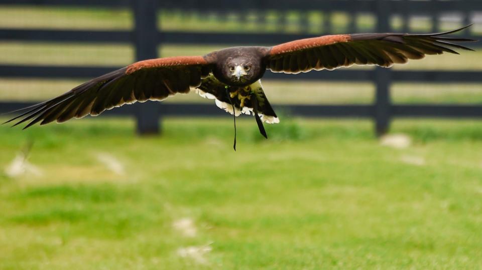 "Black Widow" glides towards raw treat from a participant, overseen by David Hudson, a licensed falconer, at the Southall Farm & Inn  in Franklin, Tenn., Friday, Feb. 24, 2023.