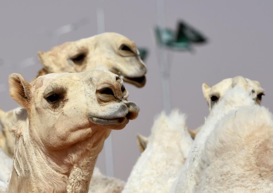 Camels during a beauty contest as part of the annual King Abdulaziz Camel Festival. (Photo: Getty Images)