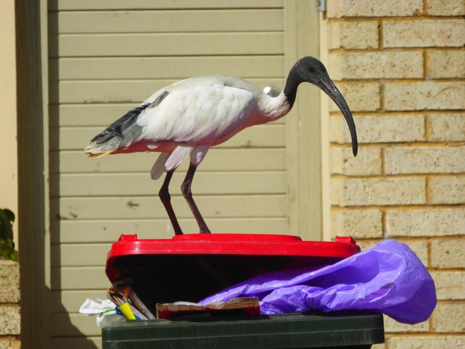 Ibis are a common feature in urban Sydney. Source: Getty, file.