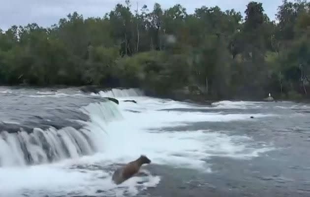 The mother bear jumped downstream to stop her cubs from being washed away. Photo: Facebook/endangeredanimals