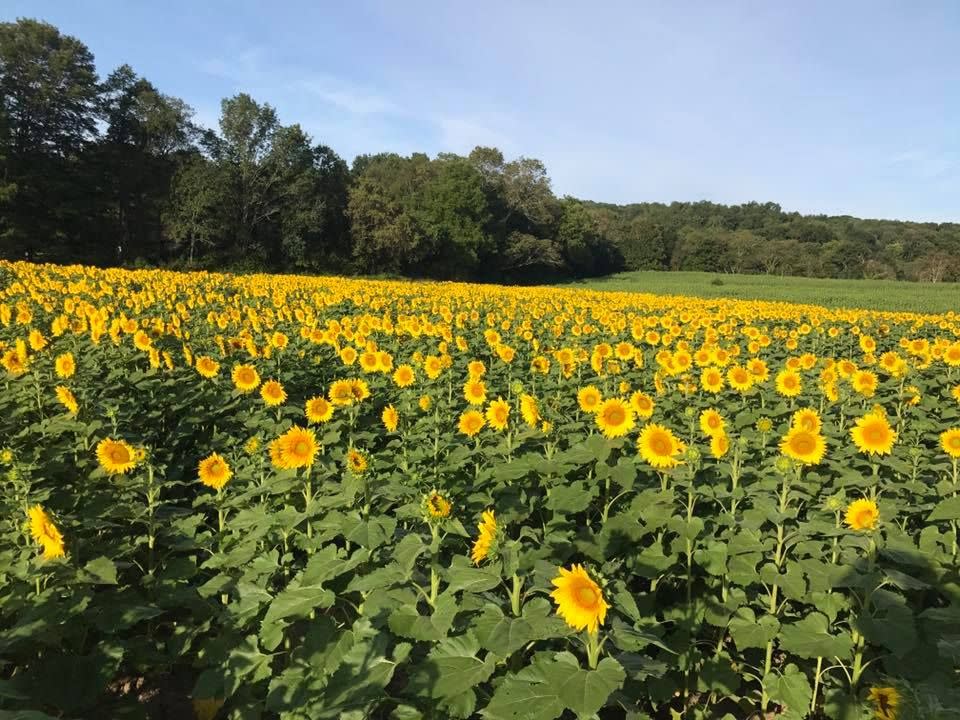The Sussex County Sunflower Maze in Sandyston, New Jersey
