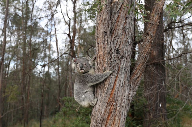 The Wider Image: From disease to bushfires, Australia's iconic koalas face bleak future