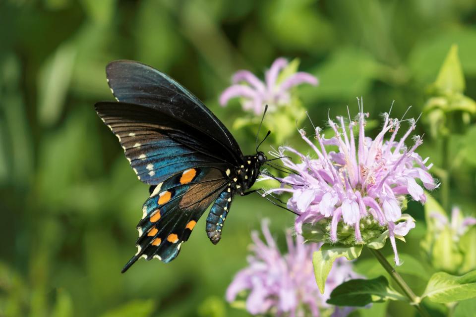 <p><strong>Spicebush Swallowtail Butterfly<br><br></strong>Mississippi is another state with the honey bee as its state insect, but it picked the unique Spicebush Swallowtail as its state butterfly. </p>