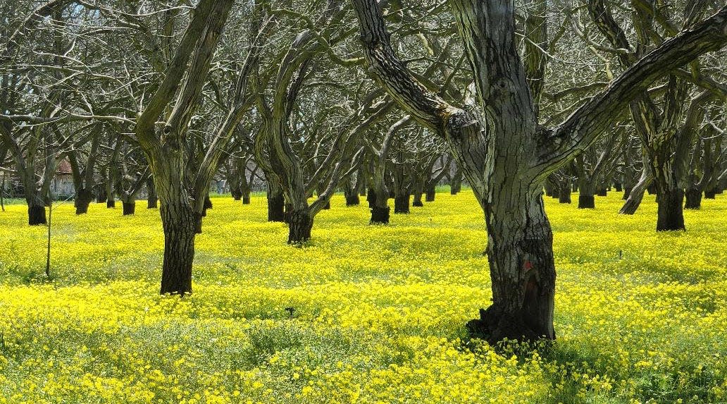 Susan Scott of Stockton used a Canon Rebel DSLR camera to photograph a carpet of wild mustard in a walnut orchard near Linden.