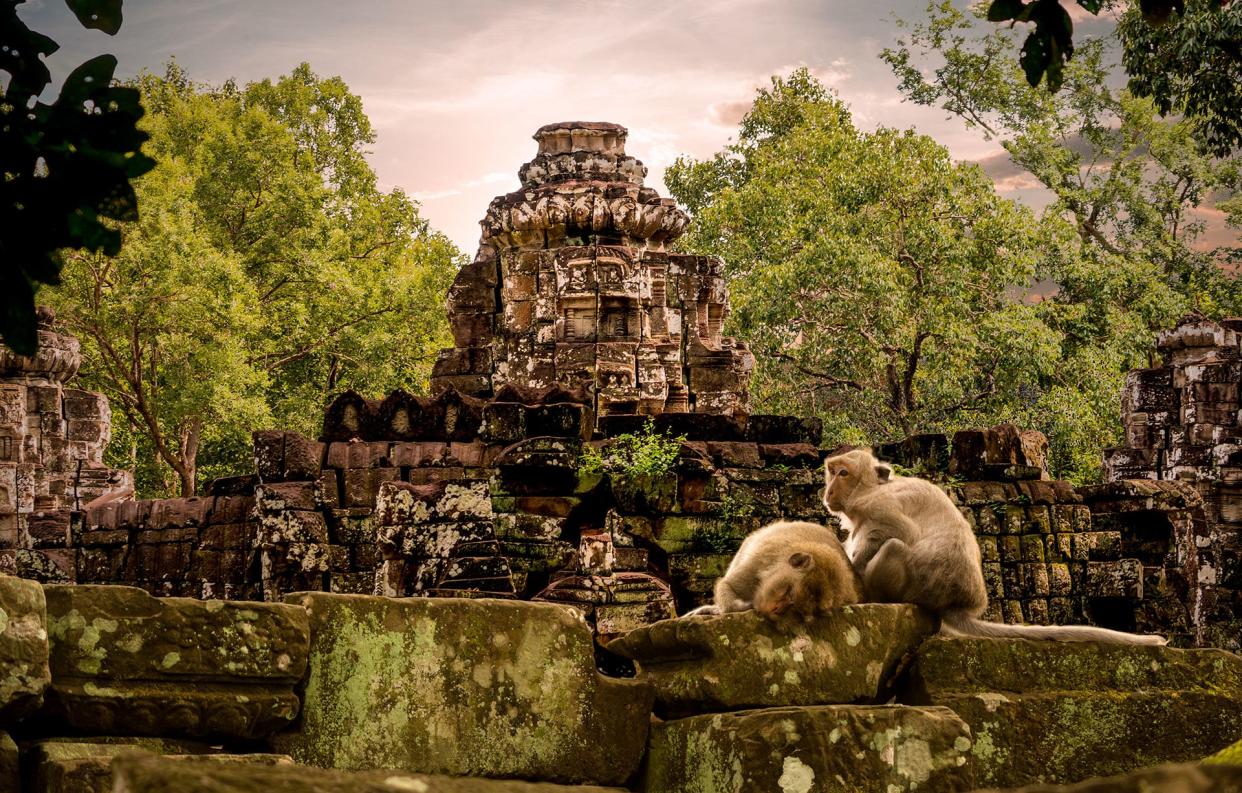 Angkor Wat's monkeys add extra charm to the temple ruins - Ascent Xmedia