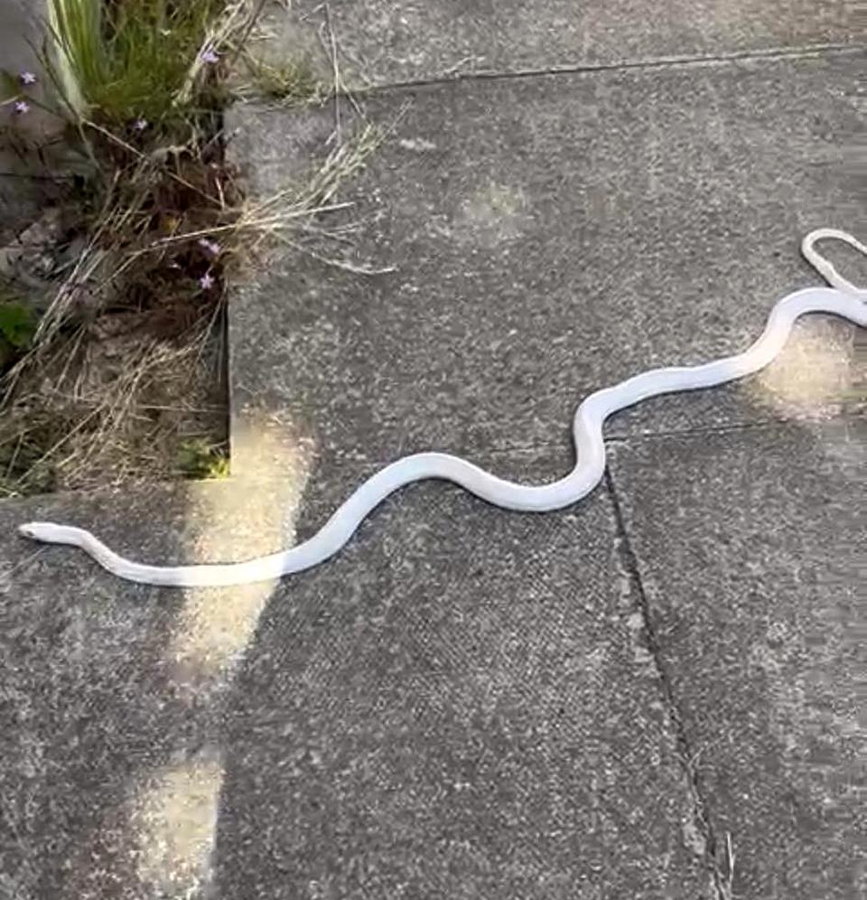 A 4ft-long albino snake was seen slithering around a high street in Wales. (Reach)