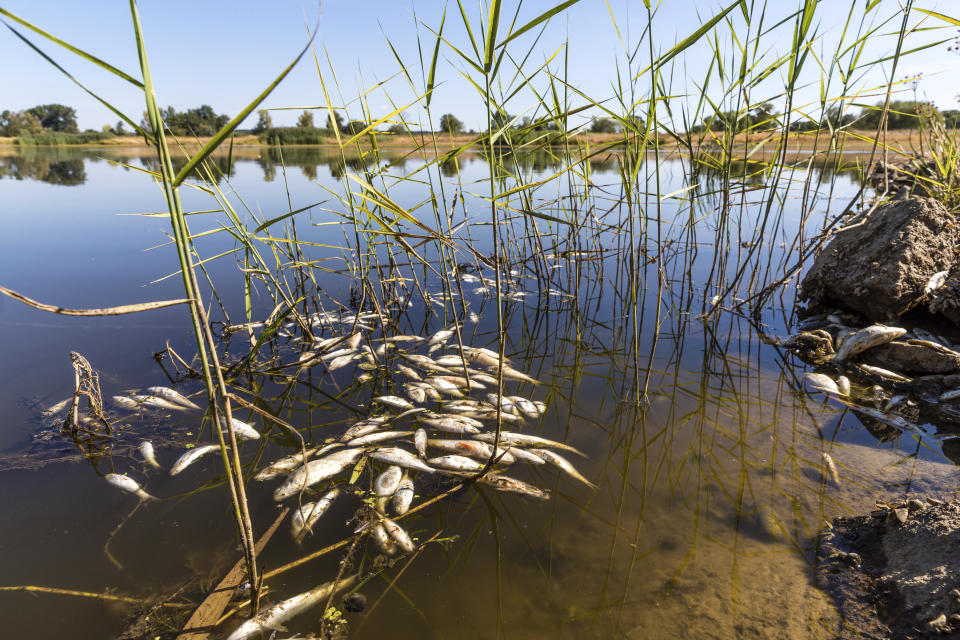 FILE - Dead fishes drift in the Oder River near Brieskow-Finkenheerd, eastern Germany, on Aug. 11, 2022. Greenpeace environmental group said Thursday, March 2, 2023 that waste water discharge from Poland’s coal mines were most probably responsible for the 2022 massive fish die-off in the Oder River. Greenpeace Poland also warned that the situation may reoccur this year and also hit Poland's largest river, the Vistula, if the government and the coalmining industry don't take immediate steps to counter the problem. The fish die-out was blamed on deadly algae, Prymnesium parvum, that thrive in highly salty water and in hot temperatures. (Frank Hammerschmidt/dpa via AP)