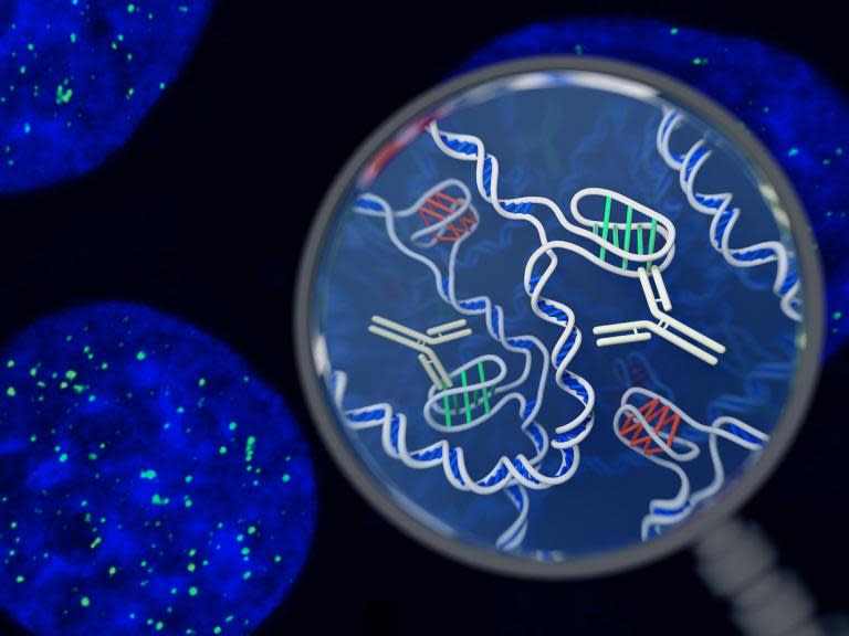 New form of DNA discovered inside living human cells