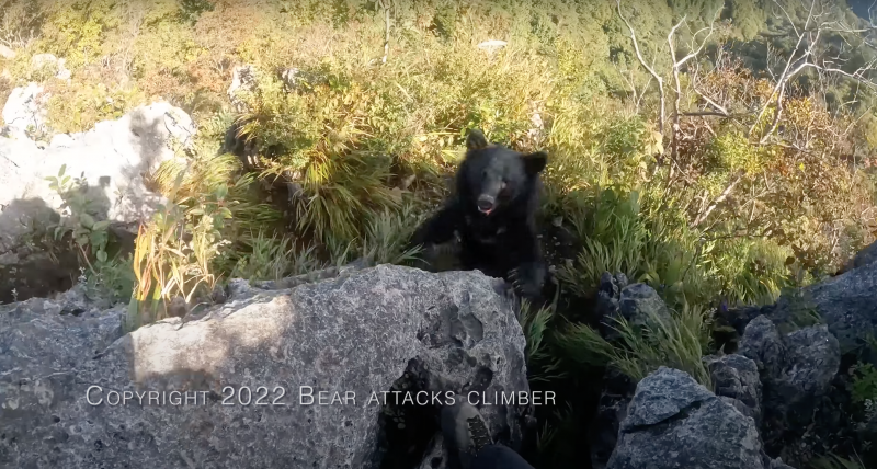 日本一名登山客遭熊從背後襲擊，驚險畫面曝光。（圖／翻攝自YouTube頻道「Bear attacks climber - 登山者と熊」）