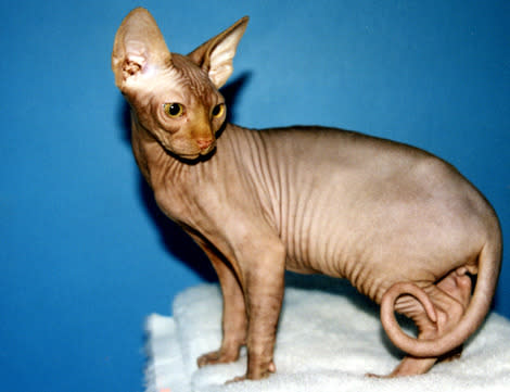 Sphynx Cat