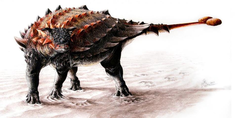 A drawing shows an ankylosaur looking back at its tail. The animal is covered in thick spiked armour and its tail has a club-like quality.