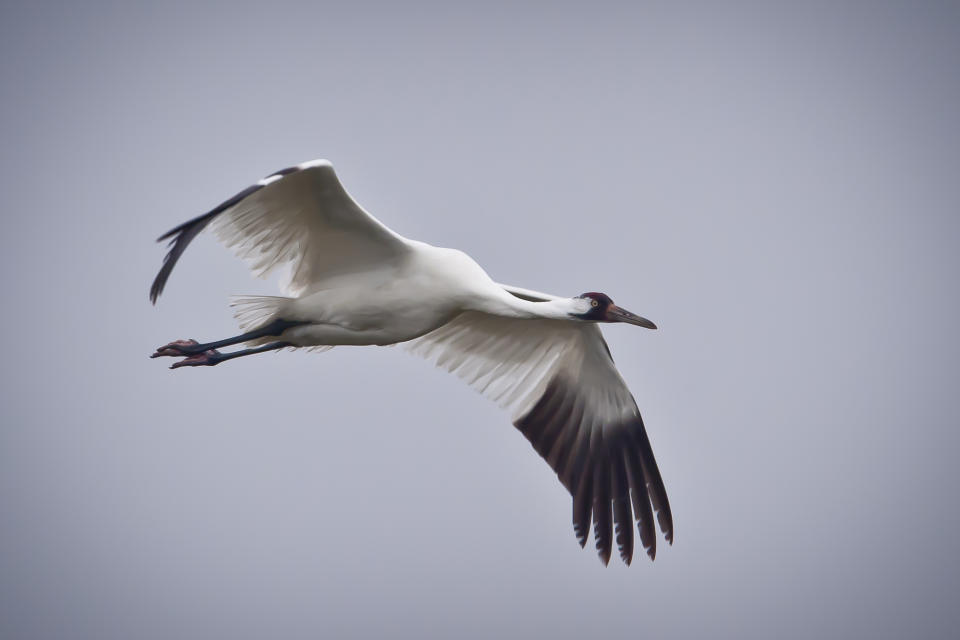 La grulla americana o trompetera. (Wikimedia / Public Domain)