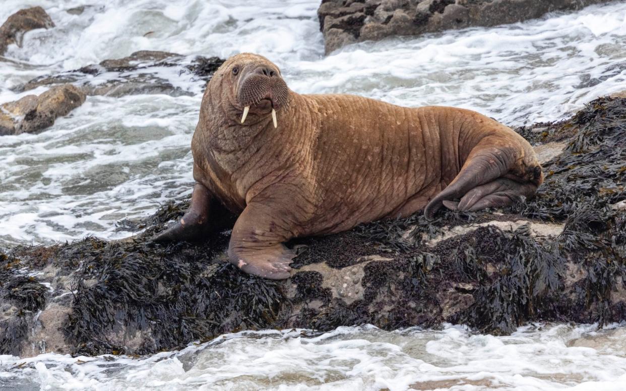 The walrus appeared underweight but not suffering any serious injury - Caters