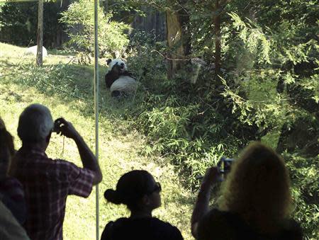 Visitors take photographs of giant panda Tian Tian (C) at the Smithsonian's National Zoo in Washington September 30, 2013. REUTERS/Gary Cameron