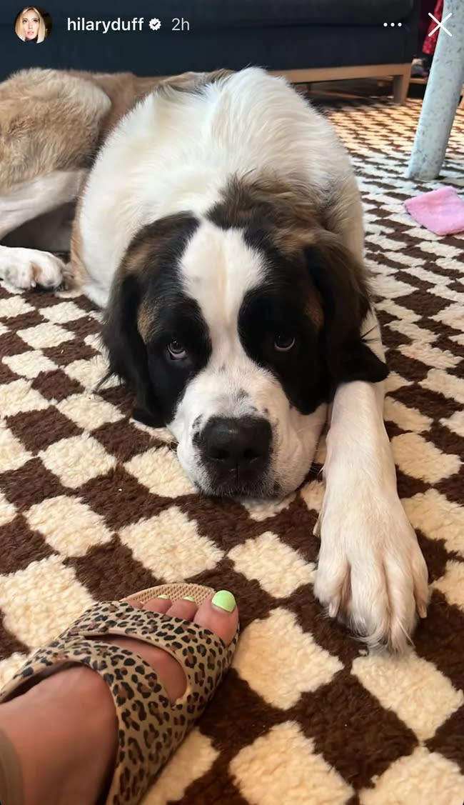 leopard print slides with dog