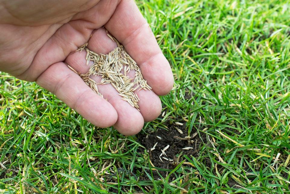 Hand depositing grass seed in patch of dirt among green grass. 