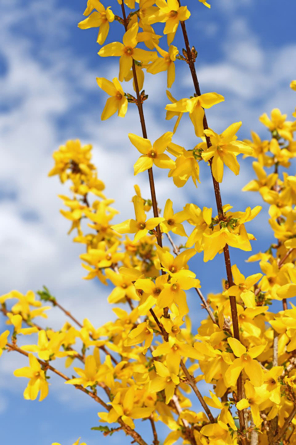 fast growing shrubs forsythia