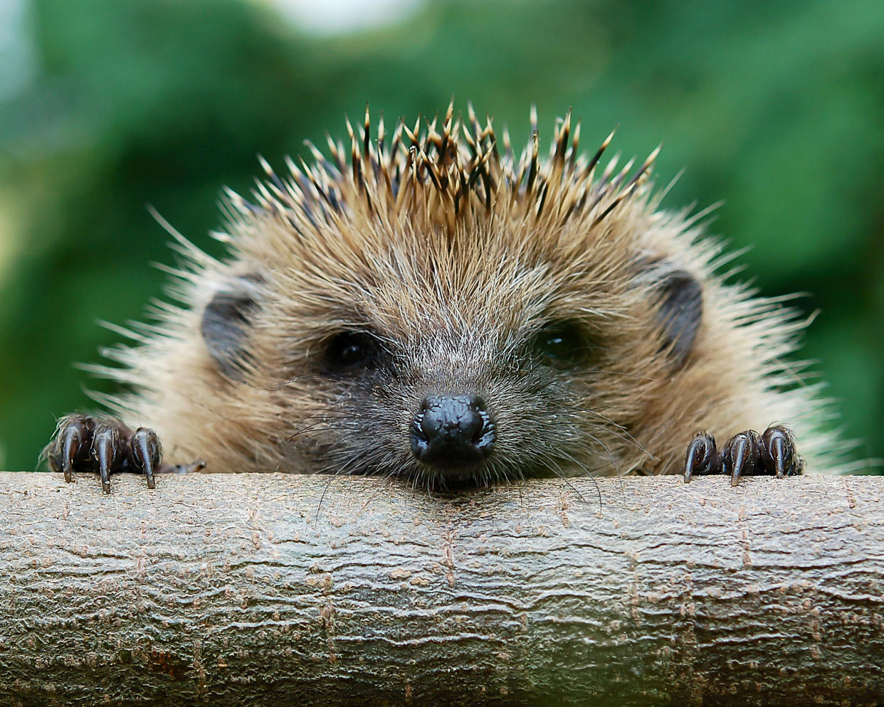 Im Herbst beginnen Igel nach einem winterfesten Unterschlupf zu suchen. (Symbolbild: Getty Images)