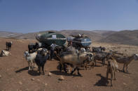 Goats gather around a water trough after morning grazing, during the European Union representatives visit to the school structure that is under the threat of demolition by the Israeli authorities, in the West Bank Bedouin community of Ein Samia, northeast of Ramallah, Friday, Aug. 12, 2022. The Israeli District Court in Jerusalem issued on Wednesday a decision to immediately demolish the Ein Samia school. Fifty four schools serving seven thousand Palestinian children in the West Bank's area "C" are under threat of demolition, Sven Kühn von Burgsdorff, the European Union's representative to the West Bank and Gaza told reporters. (AP Photo/Nasser Nasser)