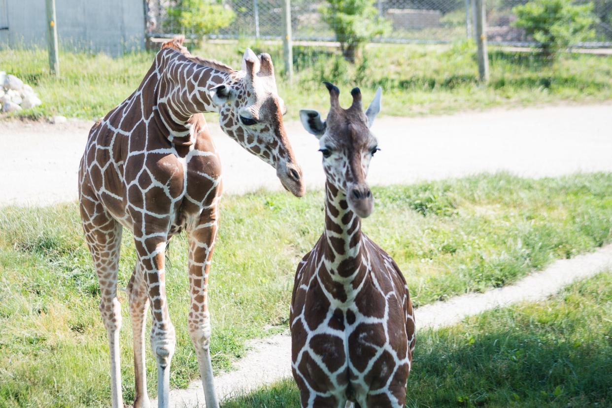 Poppy, a 1-year-old giraffe recently joined her sister, Zola, at Blank Park Zoo in Des Moines.