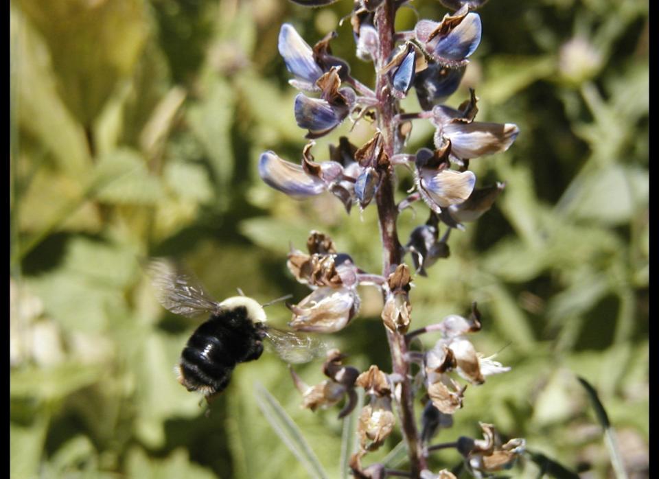 <strong>Scientific Name:</strong> <em>Bombus franklinii</em>    <strong>Common Name: </strong>Franklin's Bumble Bee    <strong>Category:</strong> Bee    <strong>Population: </strong>Unknown (declining)    <strong>Threats To Survival:</strong> Disease from commercially bred bumblebees and habitat destruction and degradation