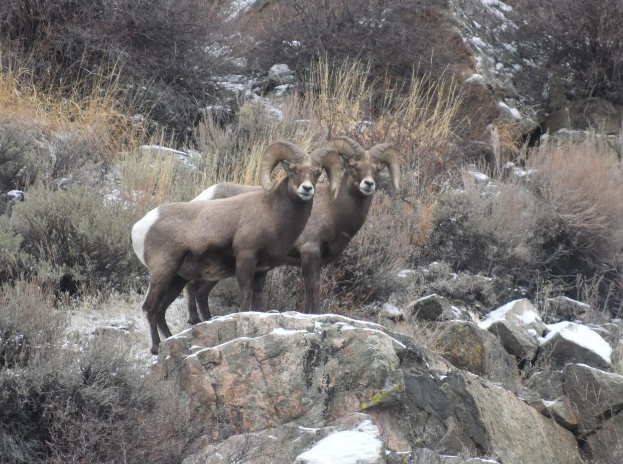 Two bighorn sheep look down from their high perch above Colorado Highway 14 in the Poudre Canyon. The sheep can be found in winter mainly from Rustic west to Big Bend Campground as well as near the mouth of the Big Thompson Canyon.