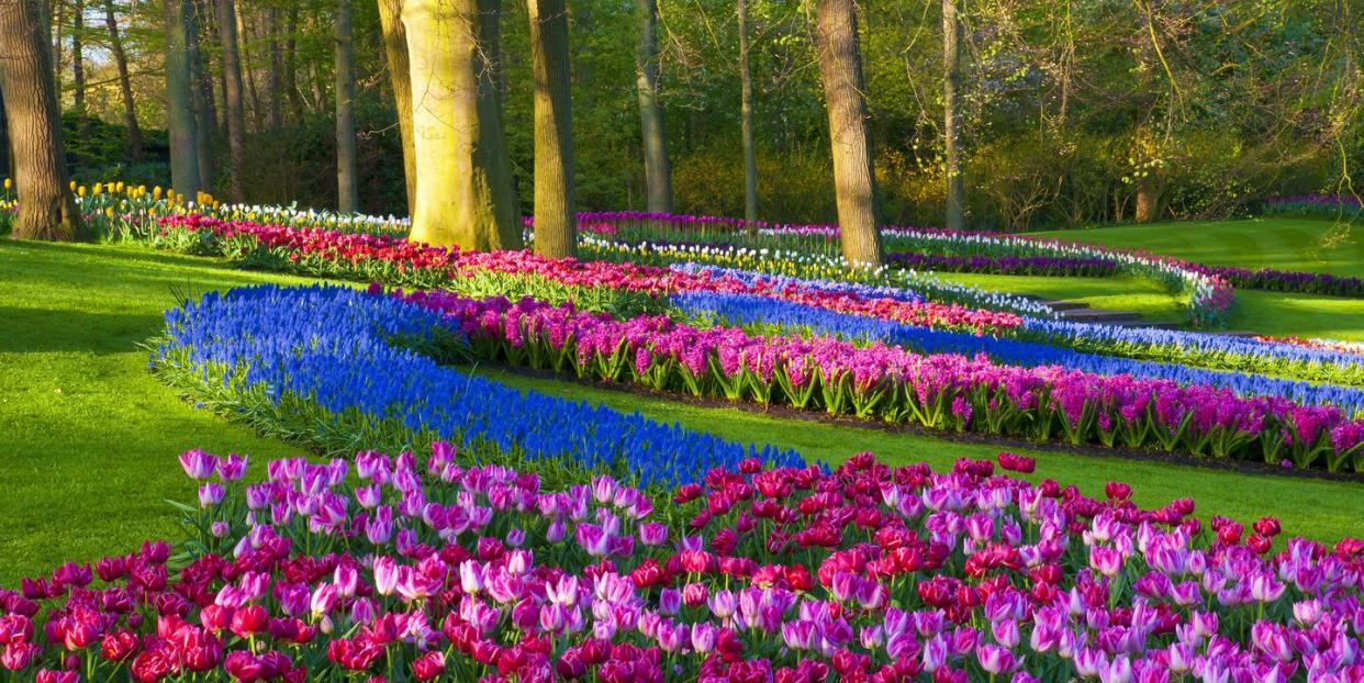 spring flowers in a park