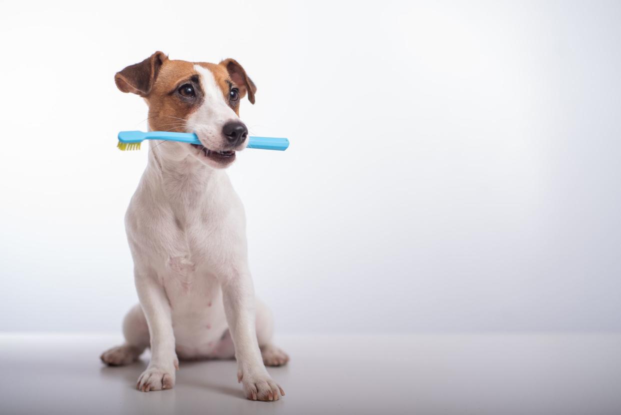 Smart dog jack russell terrier holds a blue toothbrush in his mouth on a white background. Oral hygiene of pets.