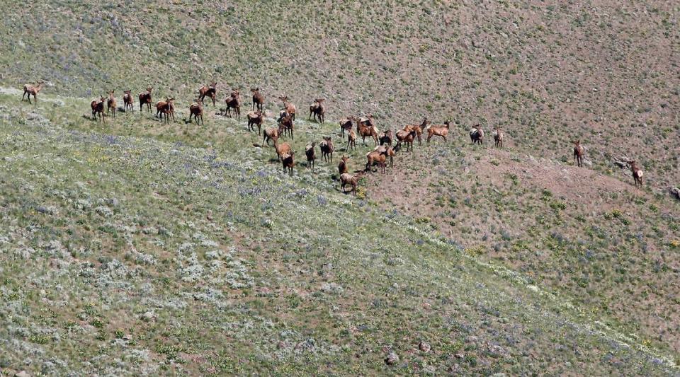 A group of about three dozen elk cross a bench below the summit of Rattlesnake Mountain on the Hanford Reach National Monument. Tri-City Herald File