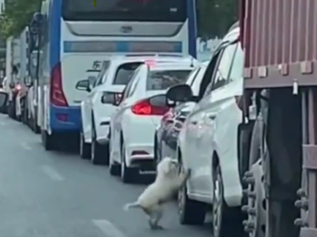 In the 14-second-long video of the incident that was shared on Weibo, the occupant of the car is seen driving away as the dog remains outside (Screengrab/Weibo video)