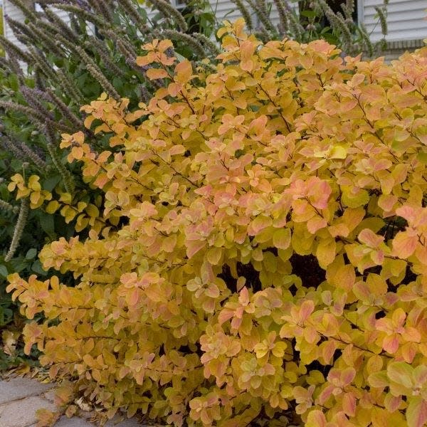 Birchleaf spiraea is especially attractive in autumn.