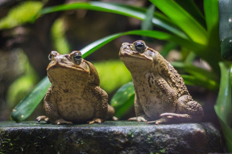 <span class="caption">Cane toads can adapt to temperature changes.</span> <span class="attribution"><a class="link " href="https://www.shutterstock.com/image-photo/two-cane-toads-giant-neotropical-standing-1058566130" rel="nofollow noopener" target="_blank" data-ylk="slk:Radek Ziemniewicz/Shutterstock;elm:context_link;itc:0;sec:content-canvas">Radek Ziemniewicz/Shutterstock</a></span>