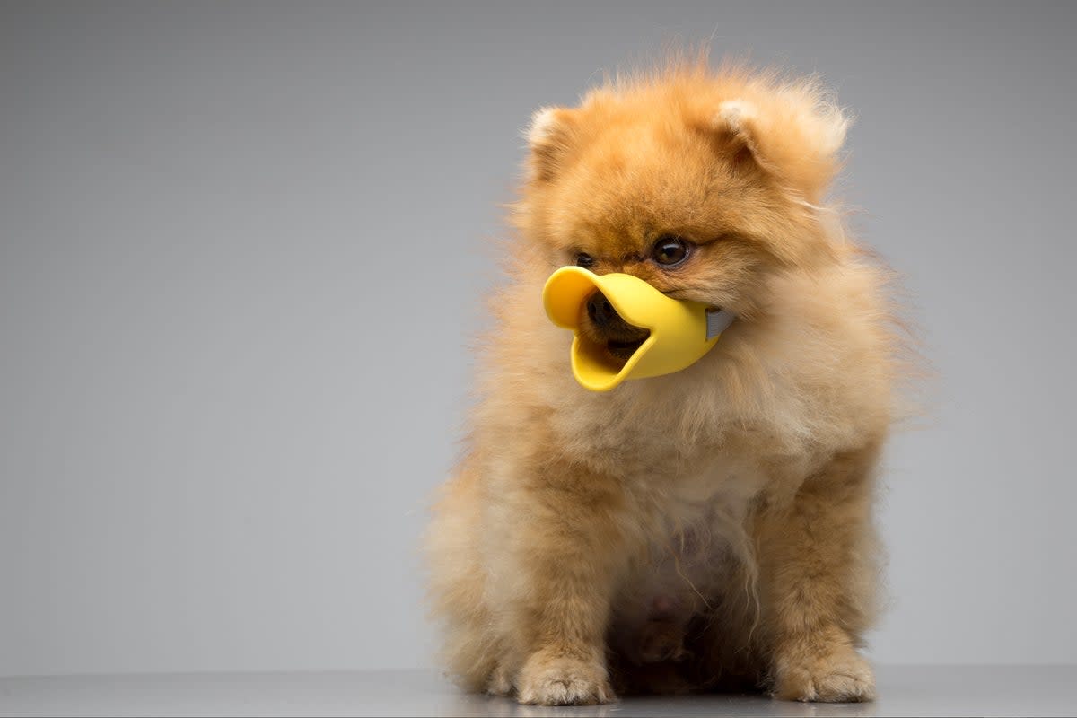 “A silicon duck muzzle for small dogs. This is what economists call a ‘win-win’”  (Getty Images/iStockphoto)