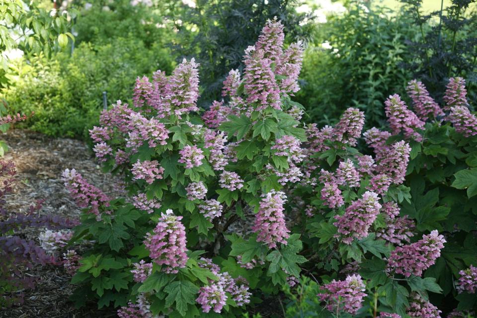 Flower, Flowering plant, Plant, Lilac, Subshrub, Shrub, Groundcover, Lilac, Lupin, Herb, 