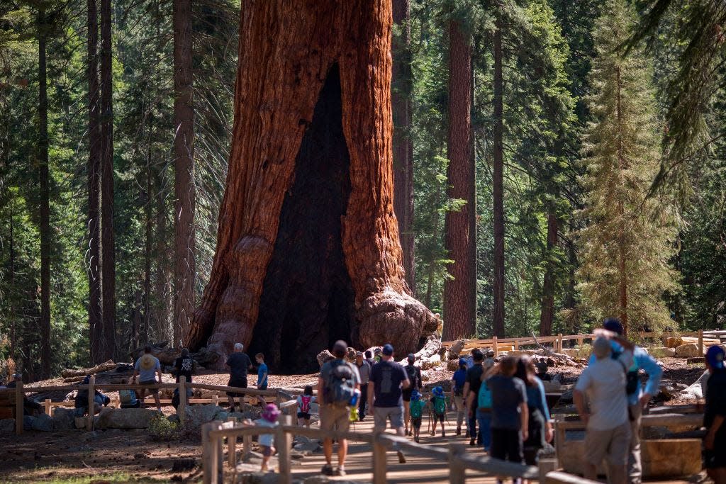 Visitors look up at the Grizzly Giant tree in the Mariposa Grove of Giant Sequoias on May 21, 2018 at Yosemite National Park.