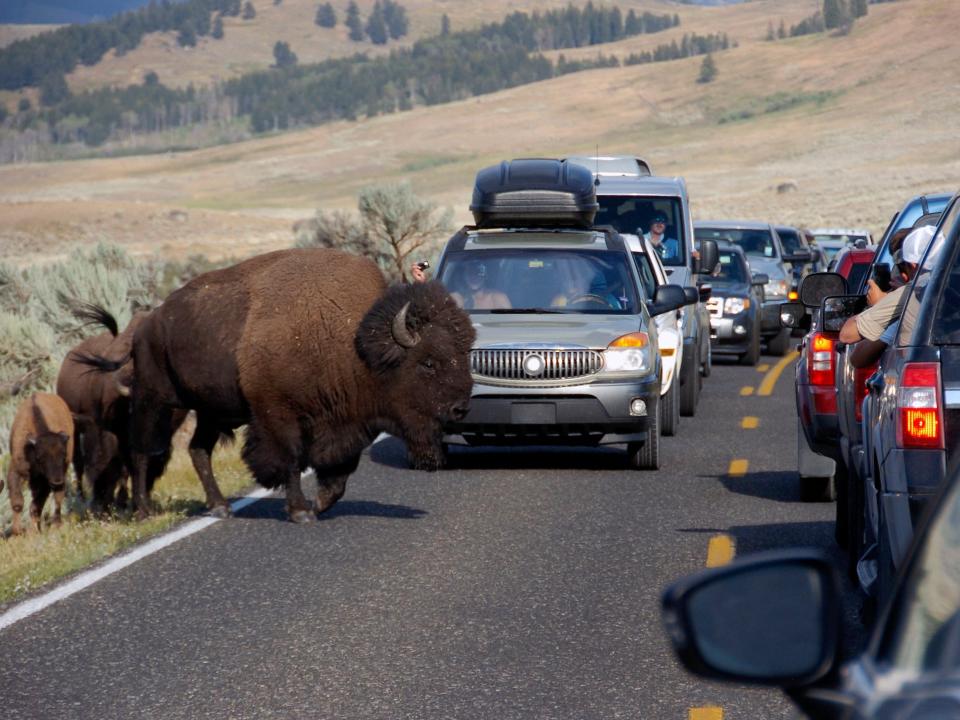 A bison and her calves crossing a road in that is backed up with a line of cars.