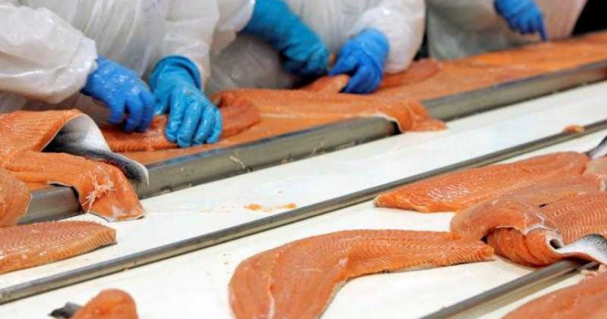 大陸研究團隊經過實驗發現，新冠肺炎病毒能在4度的冷藏鮭魚上存活長達8天，25度常溫下存活2天。（圖／Reuters）
