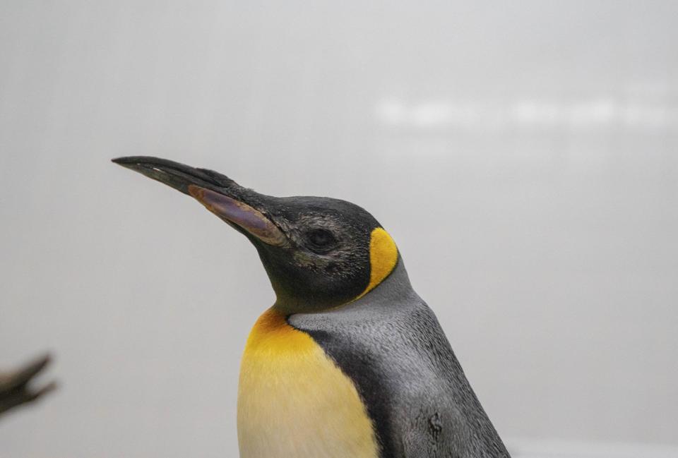 King penguin Theo was one of the animals that received the new lenses. Photo shows him post-surgery in recovery.  / Credit: Mandai Wildlife Group