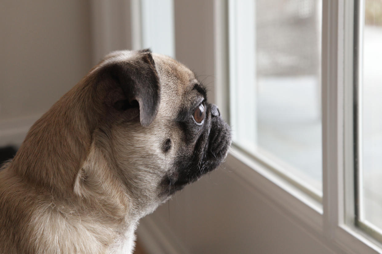 Vets warning about separation anxiety in pets as lockdown eases. (Getty Images)