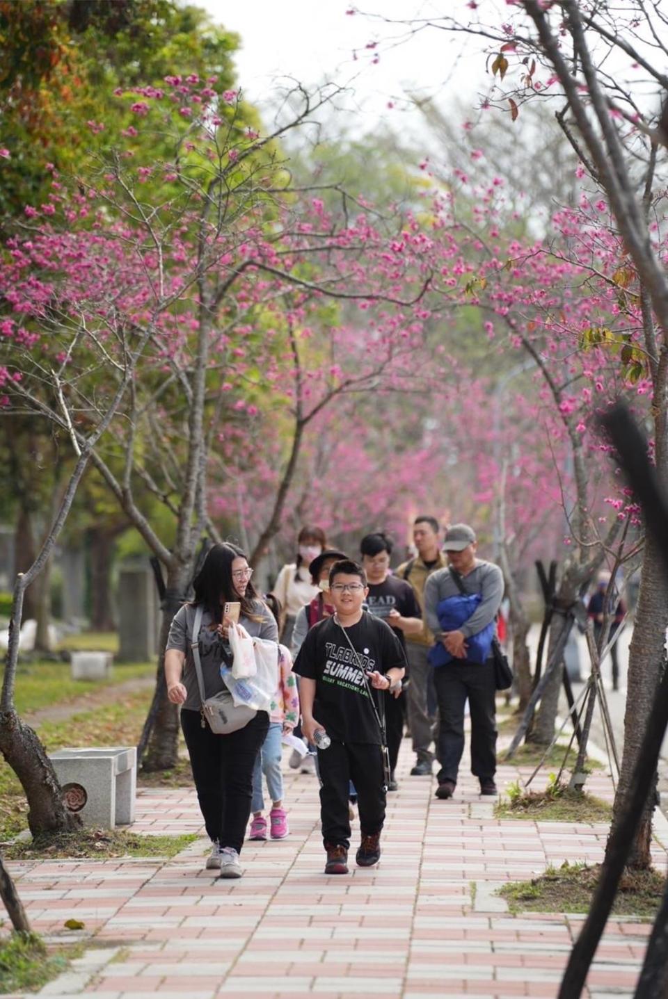 新社櫻花季健行活動18日登場，吸引了2000多名遊客熱情參與！圖／新社區公所提供