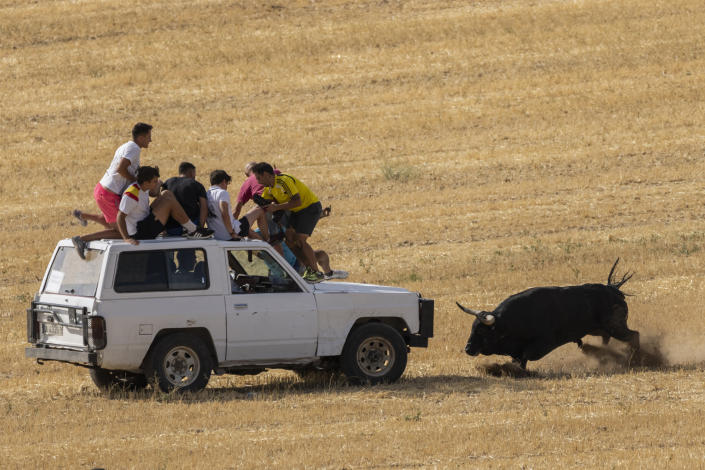 A bull chases revelers during a running of the bull festival in the village of Atanzon, central Spain, Monday, Aug. 29, 2022. The deaths of eight people and the injury of hundreds more after being gored by bulls or calves have put Spain’s immensely popular town summer festivals under scrutiny by politicians and animal rights groups. There were no fatalities or injuries in Atanzon. (AP Photo/Bernat Armangue)