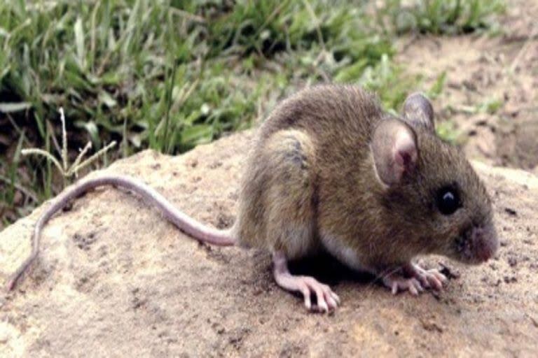 El hantavirus es transmitido por un ratón colilargo y se transmite también de persona a persona