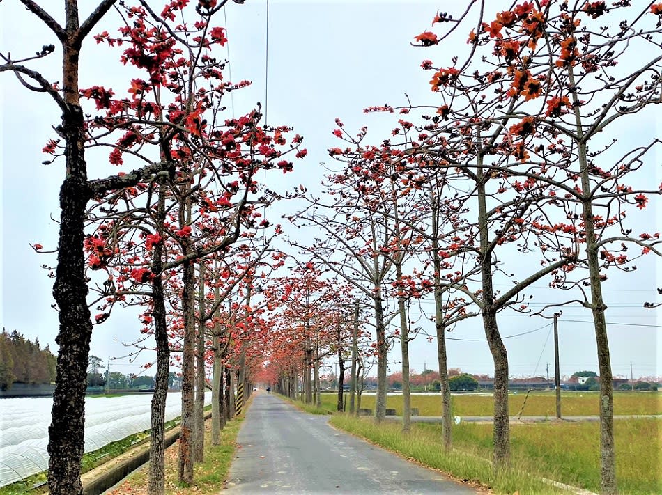 白河林初埤的木棉花道曾被國際媒體CNN評選為世界十大美麗花道，目前已經開花。   圖：取自台南市政府官網