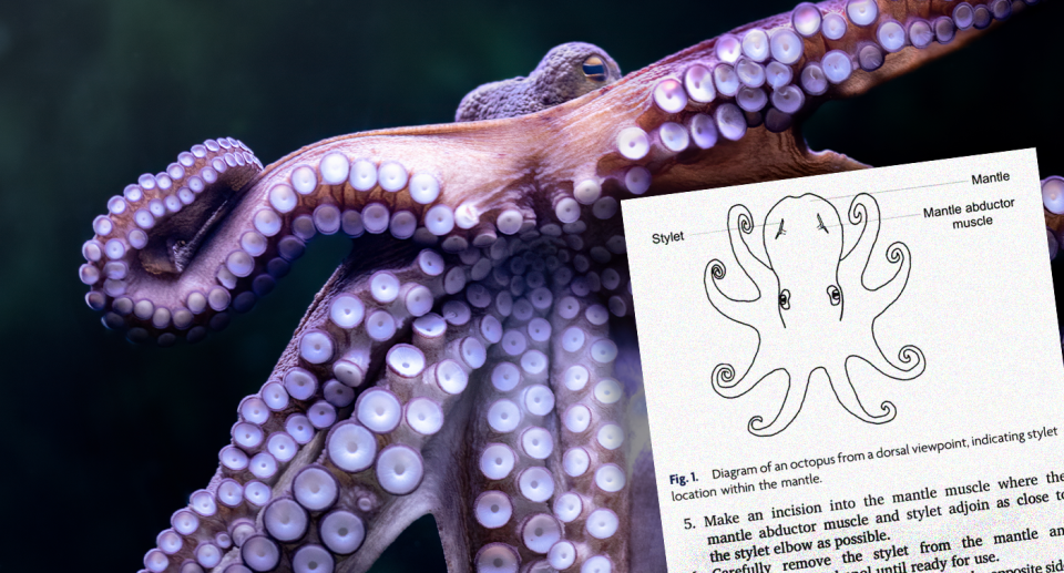 Background - a purple octopus with its suckers towards the camera. Inset - a page from the guide.