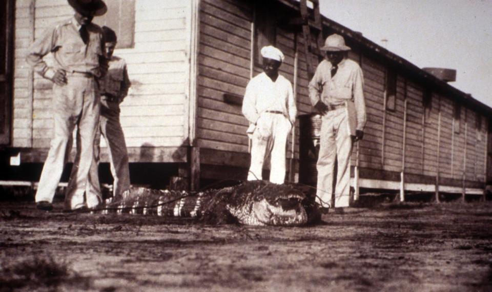 An alligator caught at Myakka River State Park.