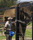 A zookeeper feeds an elephant an enrichment treat at the Oakland Zoo in Oakland, Calif., on April 14, 2020. Zoos and aquariums from Florida to Alaska are struggling financially because of closures due to the coronavirus pandemic. Yet animals still need expensive care and food, meaning the closures that began in March, the start of the busiest season for most animal parks, have left many of the facilities in dire financial straits. (AP Photo/Ben Margot)