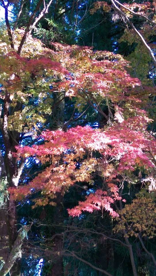 福壽山是知名的賞楓景點。 （中華旅行社提供）
