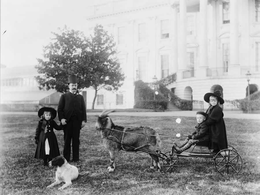 Whiskers pulling a cart at the White House, with Russell Harrison and his children