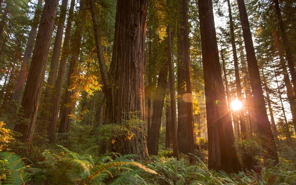 Stout Grove at Redwood National Park